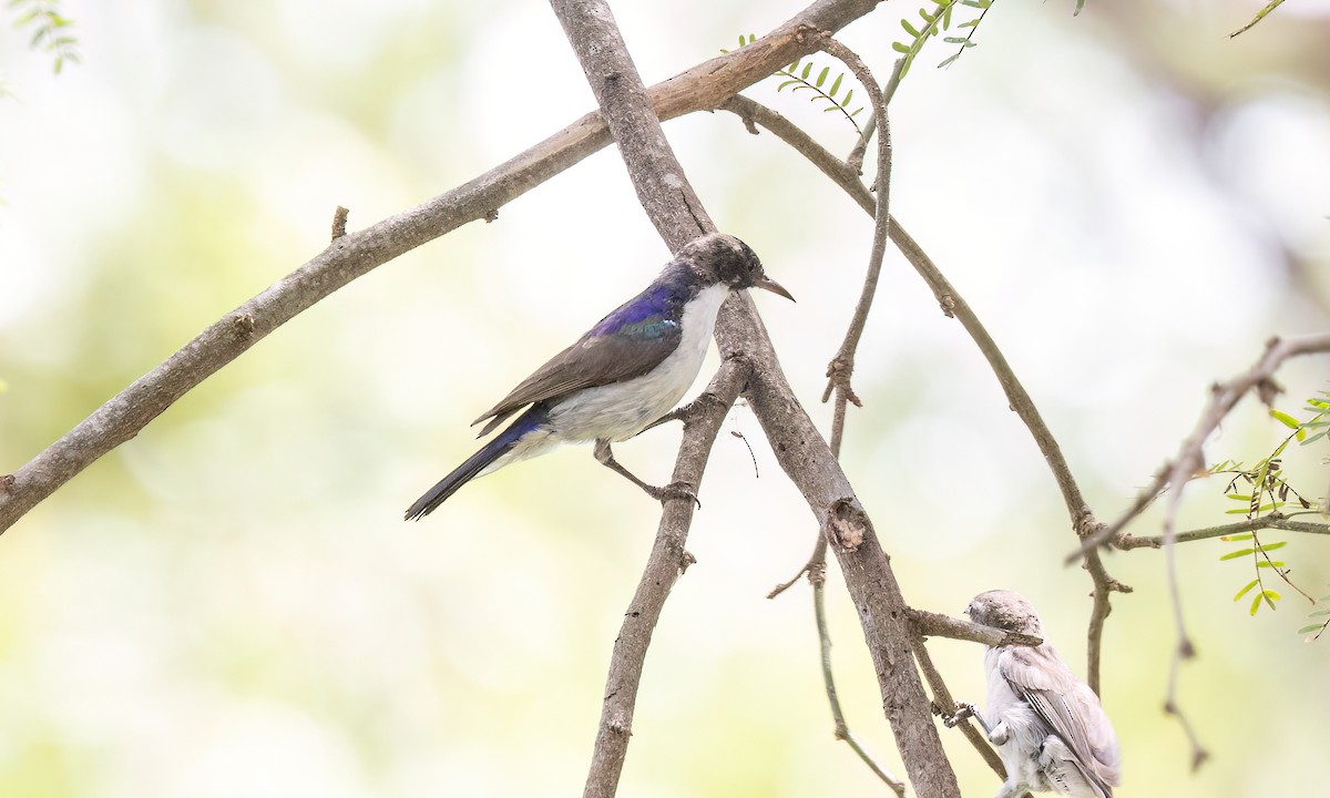 Eastern Violet-backed Sunbird - ML638281836