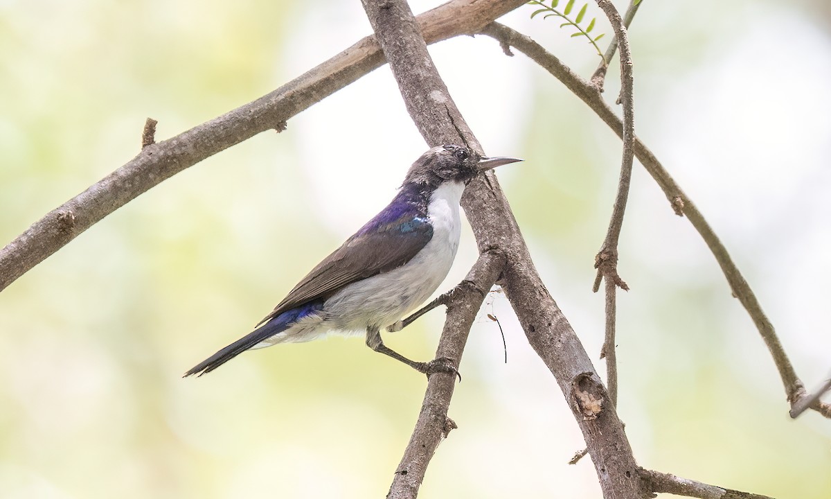 Eastern Violet-backed Sunbird - ML638281838