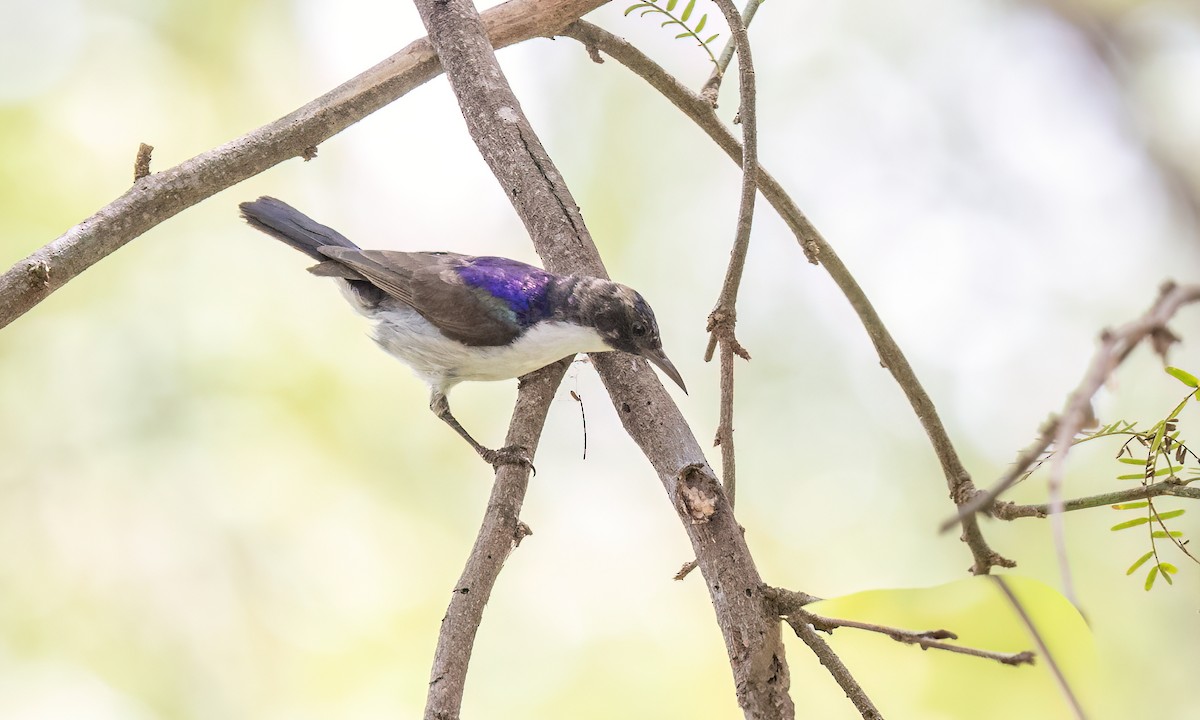 Eastern Violet-backed Sunbird - ML638281839
