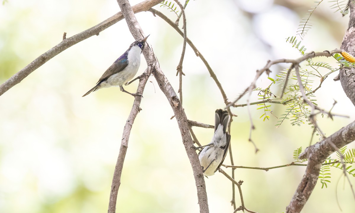 Eastern Violet-backed Sunbird - ML638281840