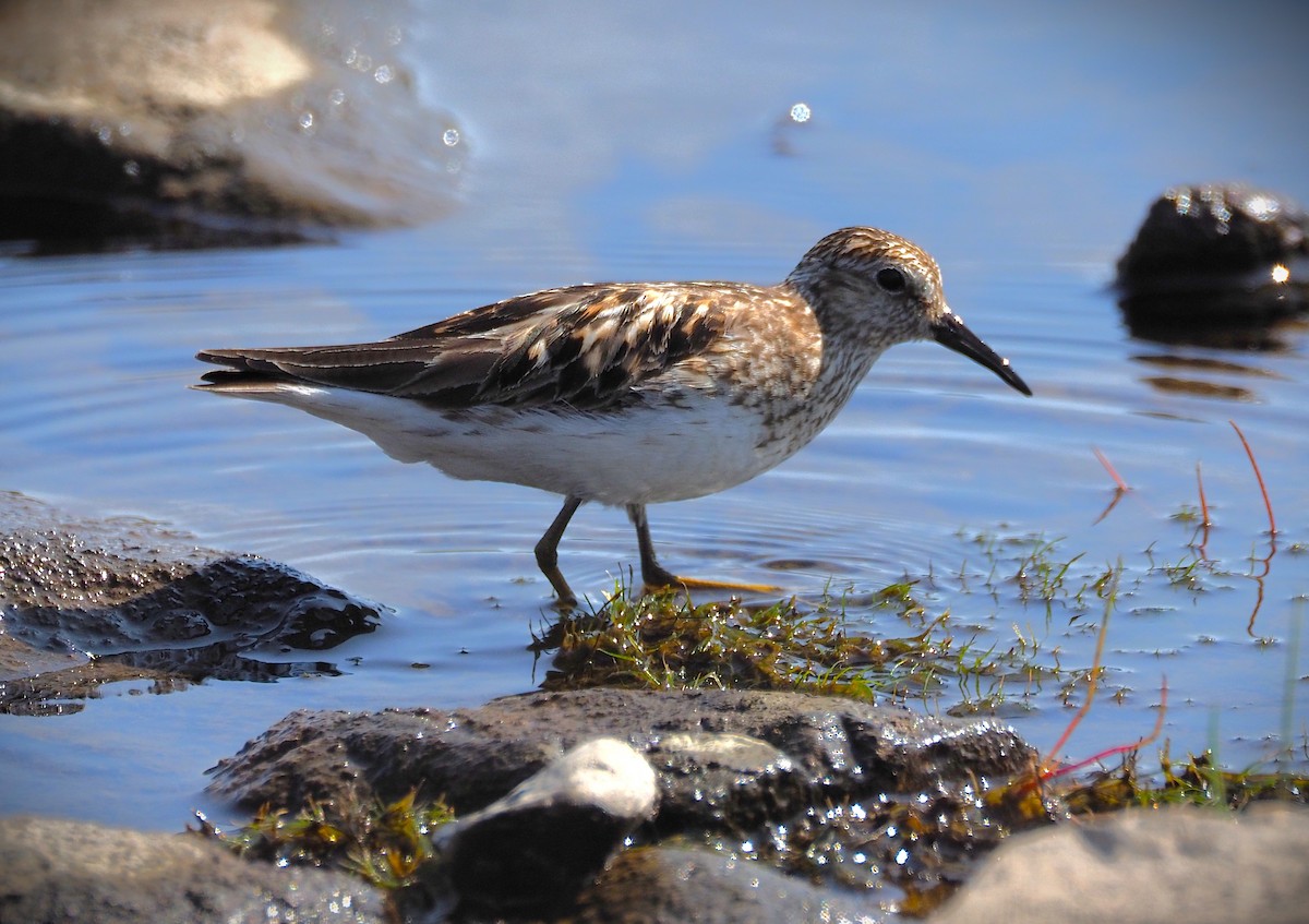 Least Sandpiper - ML638281841