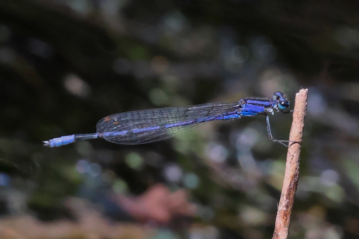 Insects - ML638281857