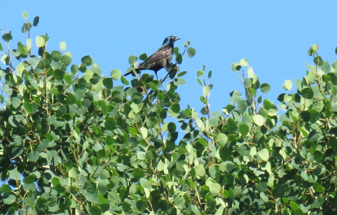 Common Grackle - ML638281881