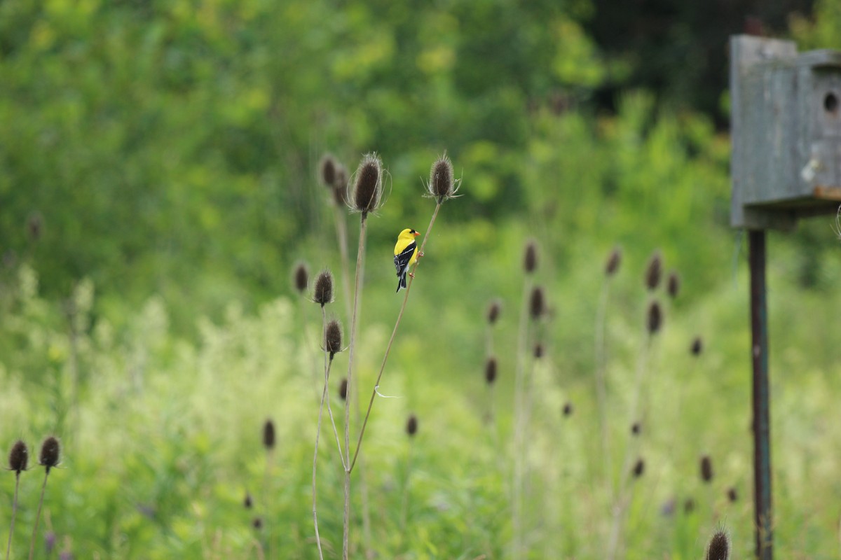 gulstillits - ML638281897