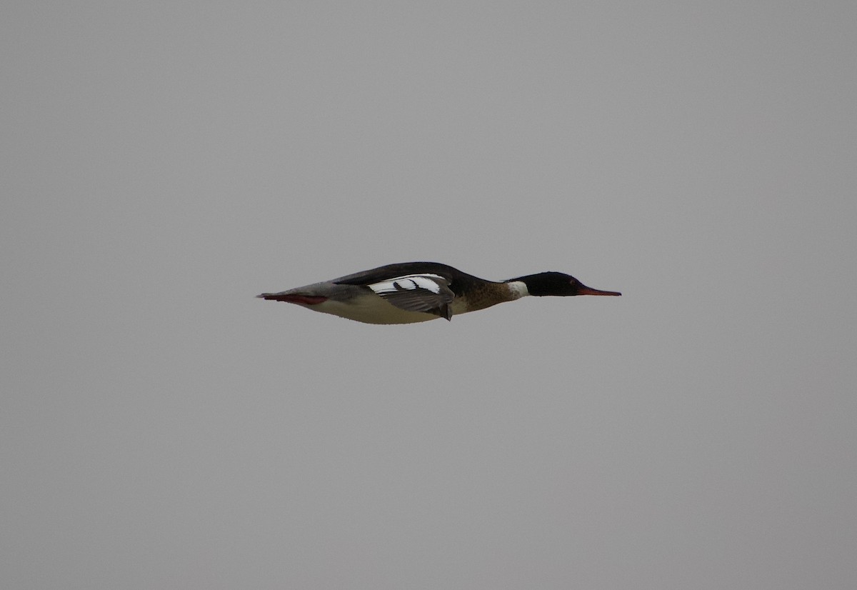 Red-breasted Merganser - ML638281898