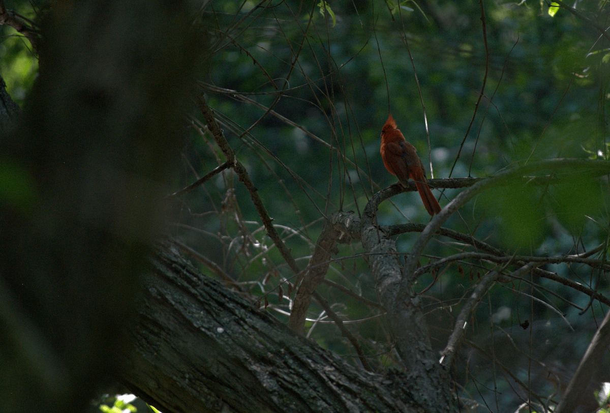 Cardinal rouge - ML638281901