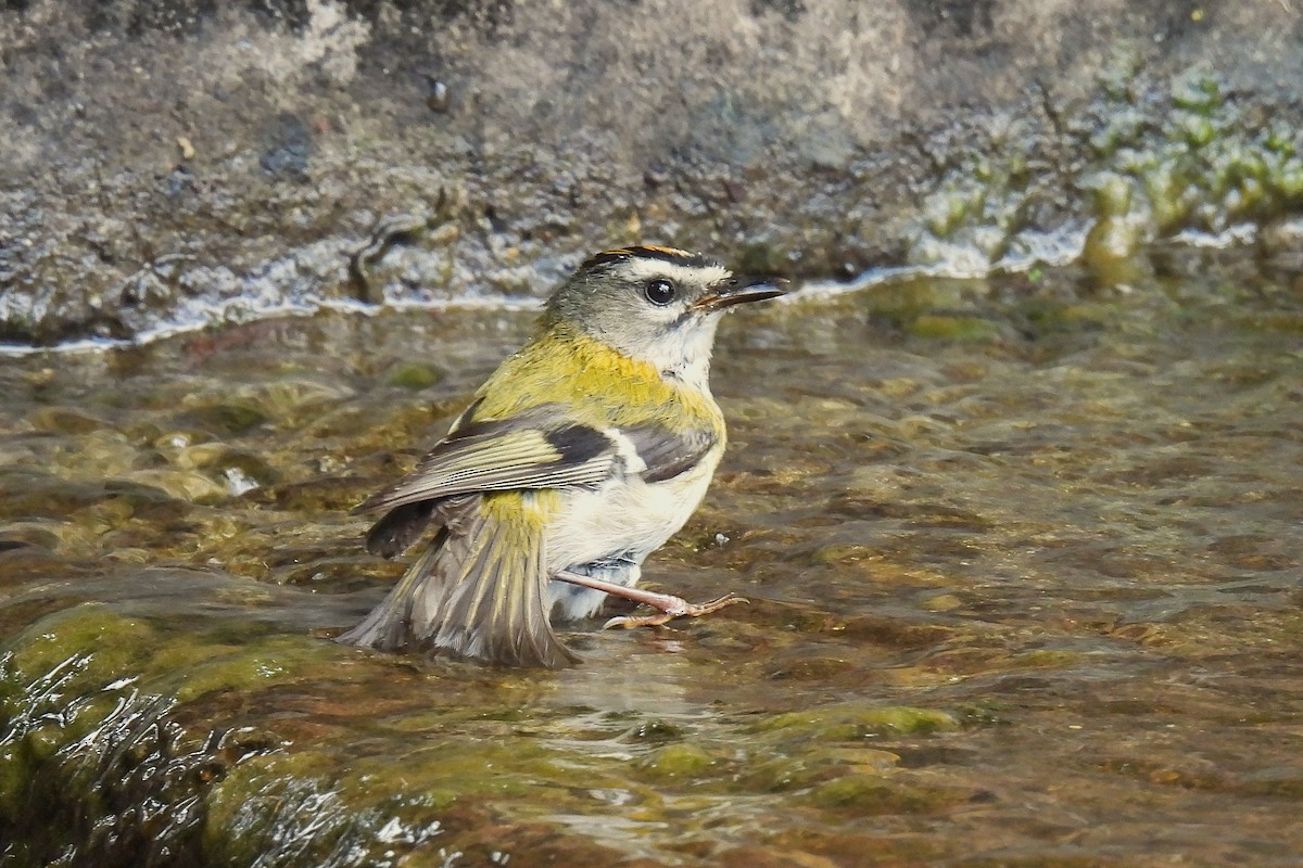 Madeira Firecrest - ML638281902