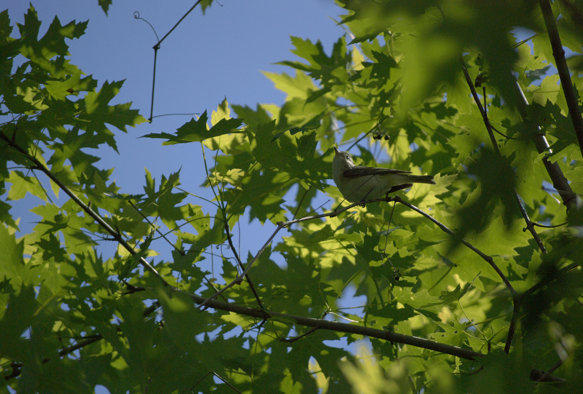 Warbling Vireo - ML638281904