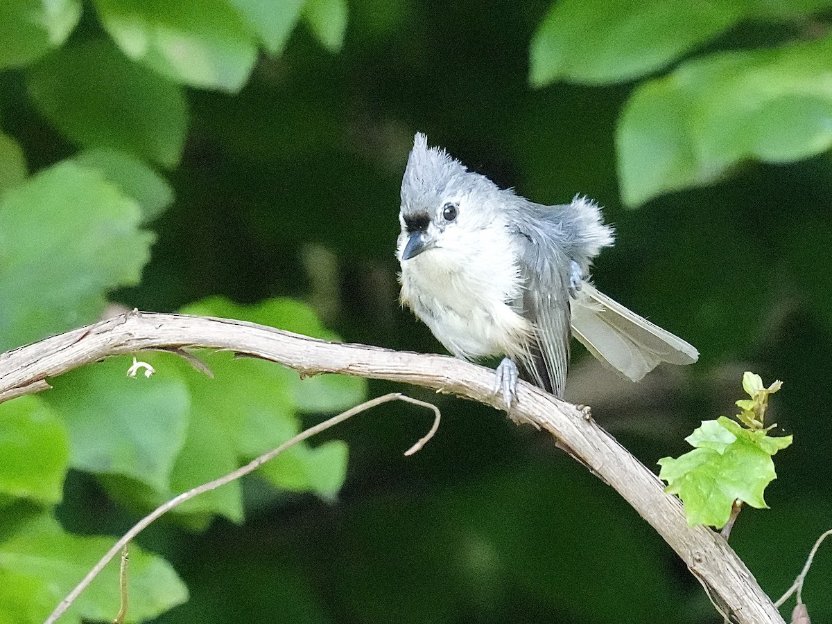 Tufted Titmouse - ML638281907