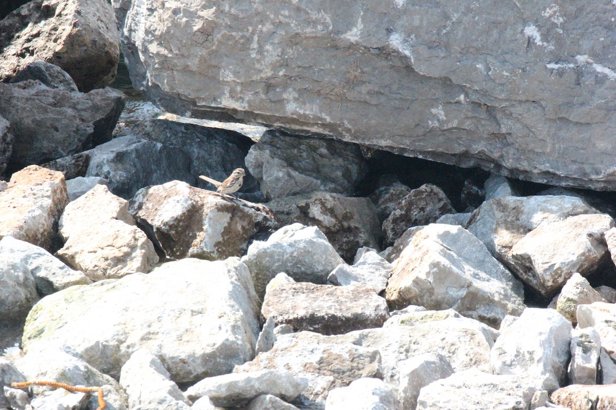 Song Sparrow - ML638281909