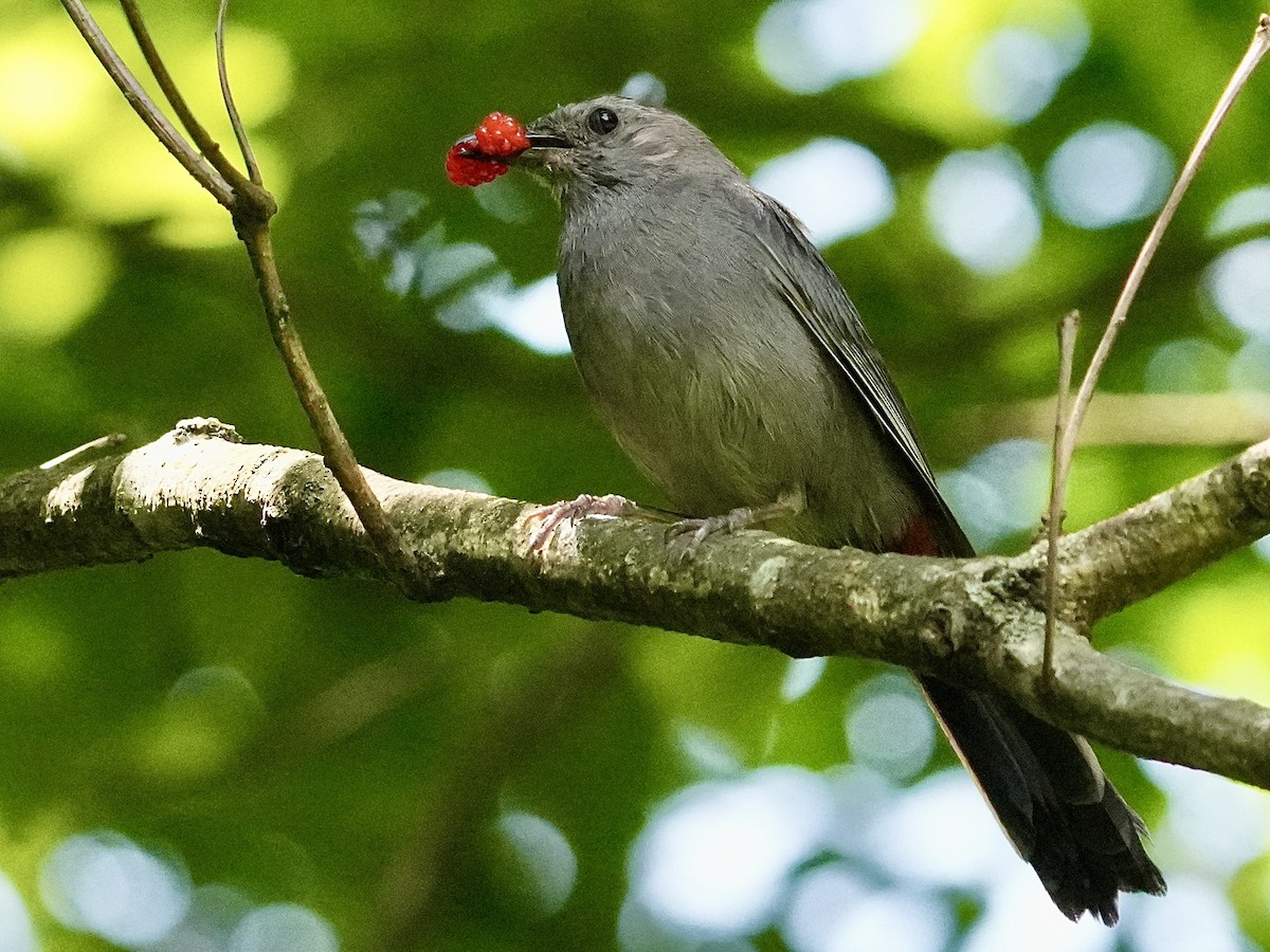 Gray Catbird - ML638281914