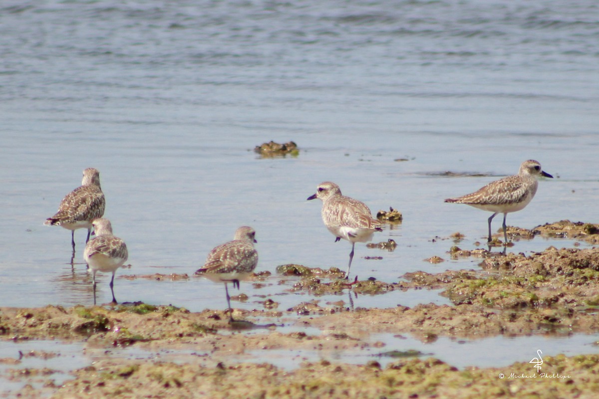 Black-bellied Plover - ML638281915