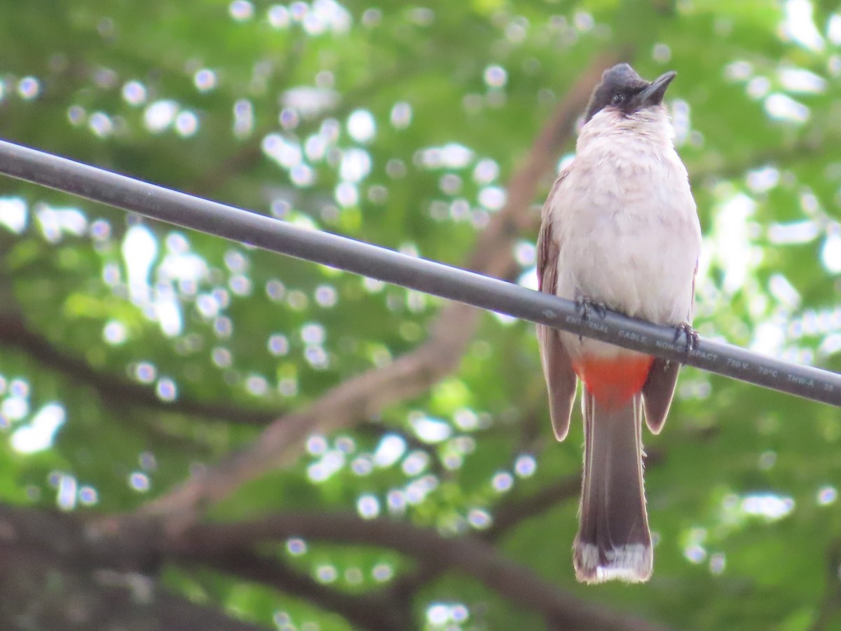 Sooty-headed Bulbul - ML638281916