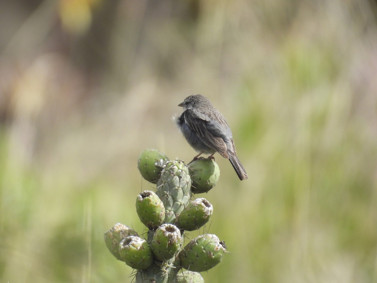 Ash-breasted Sierra Finch - ML638281939