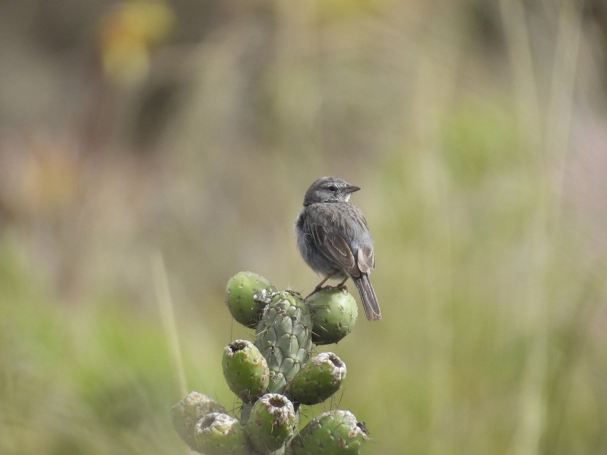 Ash-breasted Sierra Finch - ML638281945