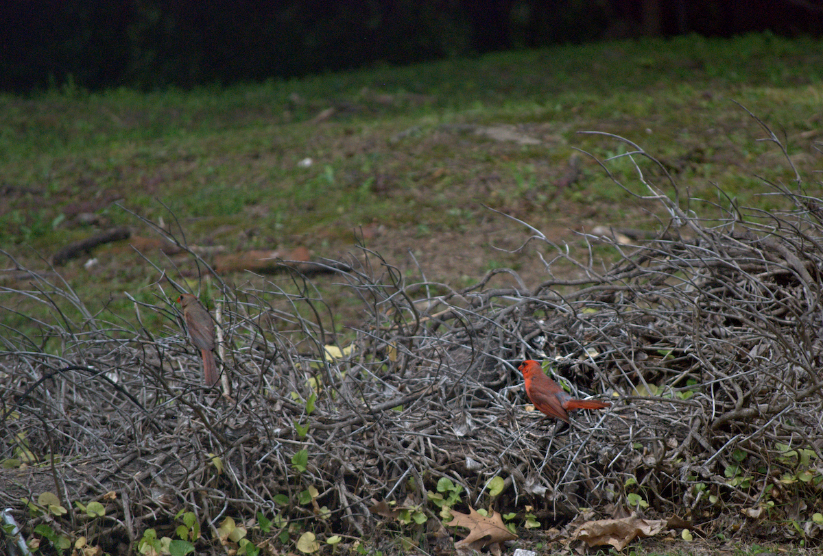 Cardinal rouge - ML638281947