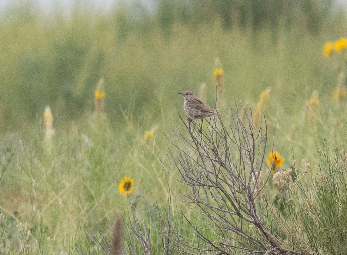 Sage Thrasher - ML638281955