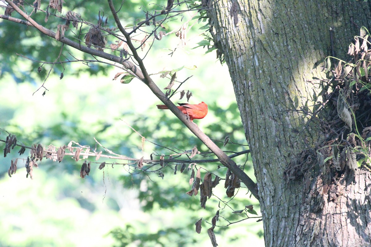 Cardinal rouge - ML638281961