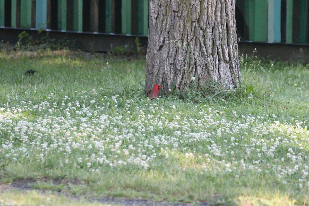 Cardinal rouge - ML638281963