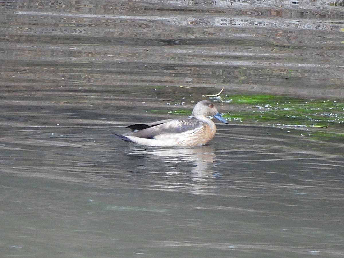 Crested Duck - ML638281966