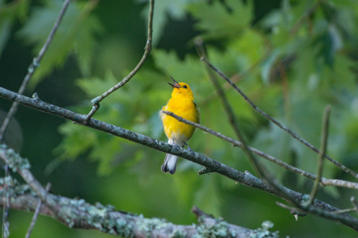 Prothonotary Warbler - ML638281968