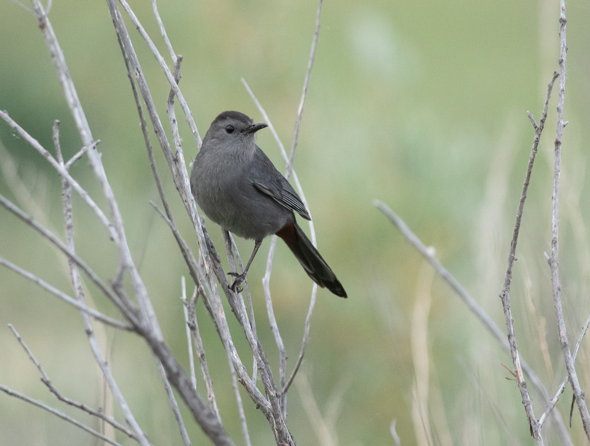 Gray Catbird - ML638281971