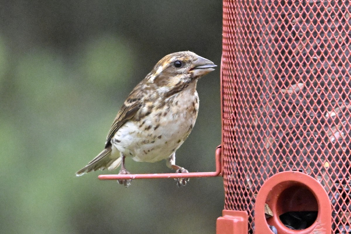 Purple Finch - ML638281973
