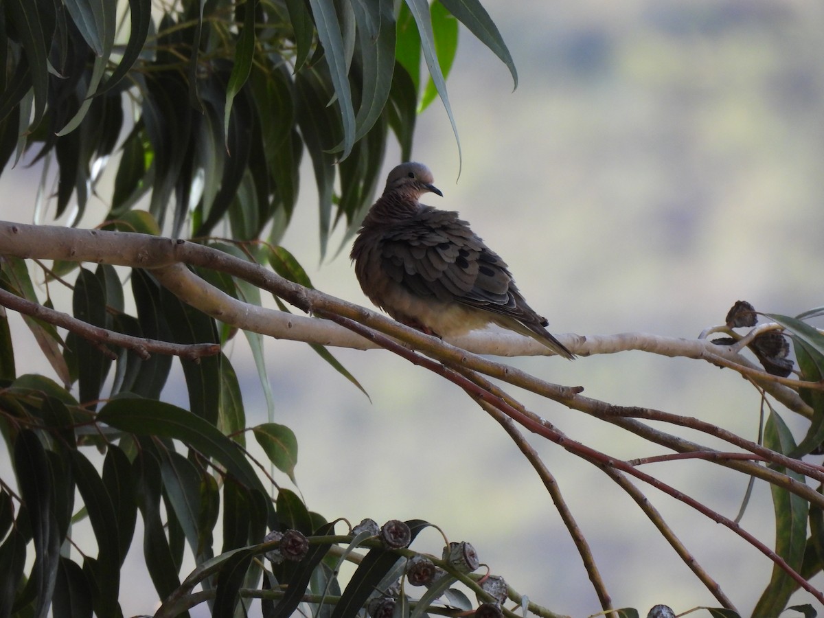 Eared Dove - ML638281989