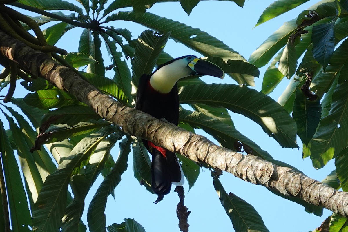 Channel-billed Toucan - ML638281994