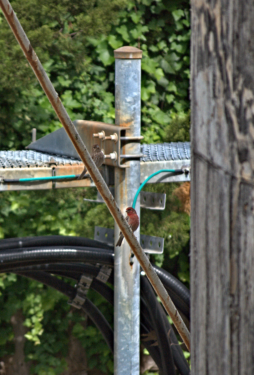 House Finch - ML638282002
