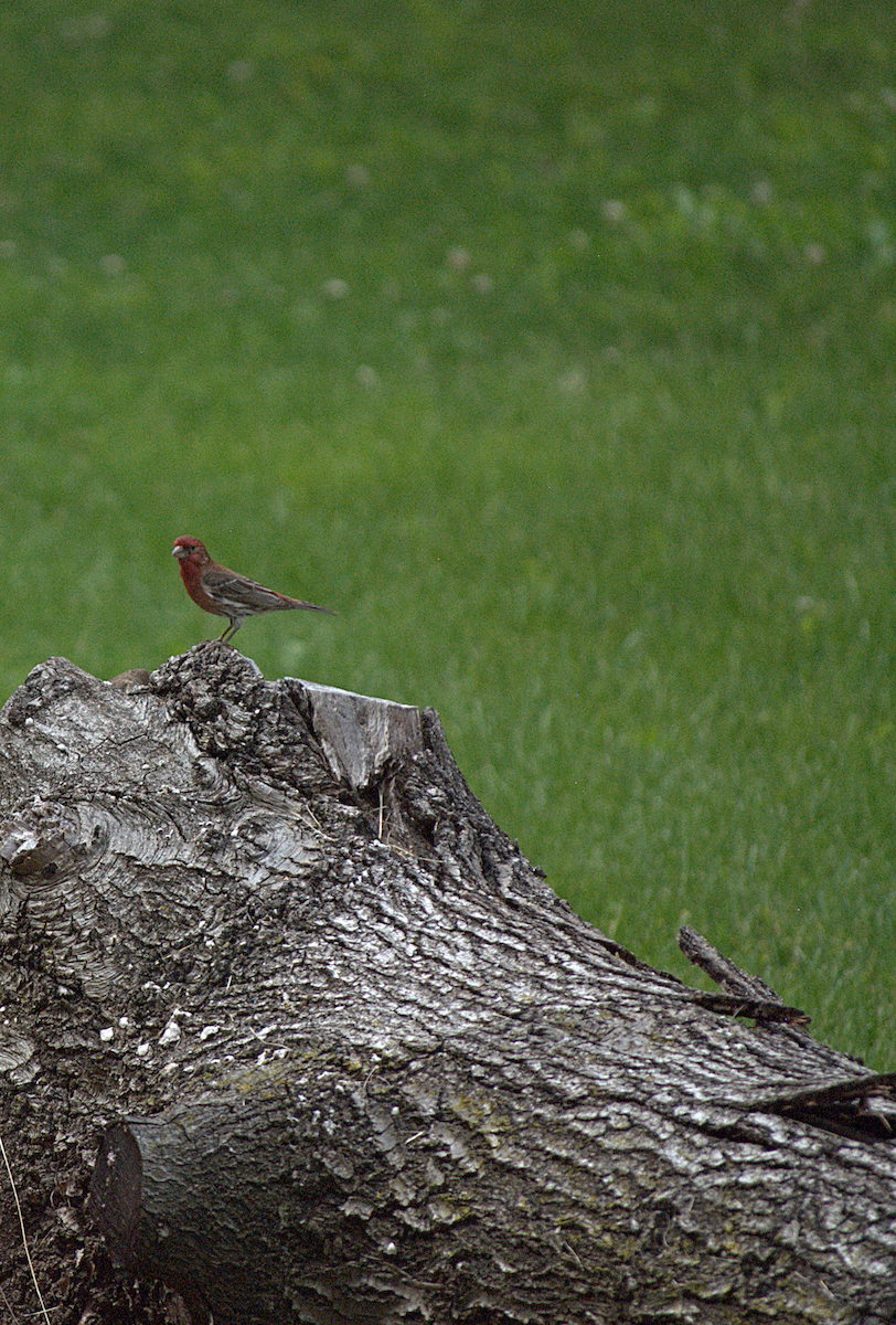 House Finch - ML638282003