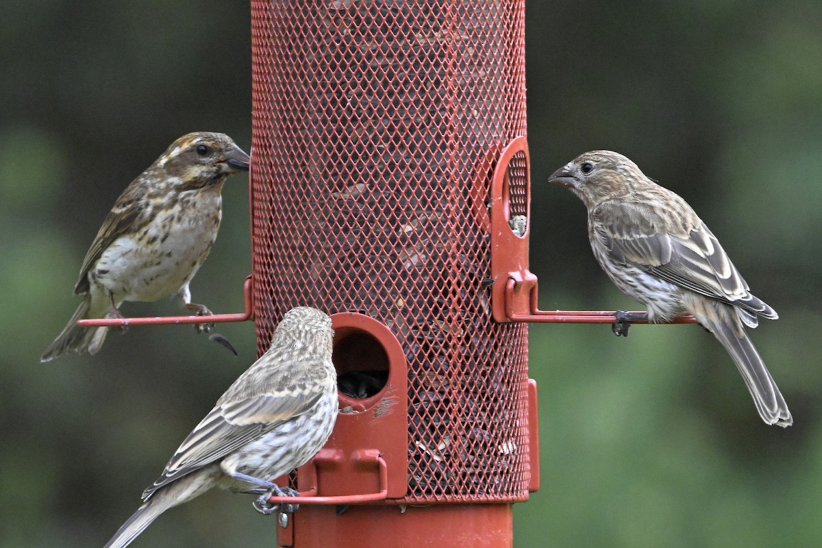 Purple Finch - ML638282004
