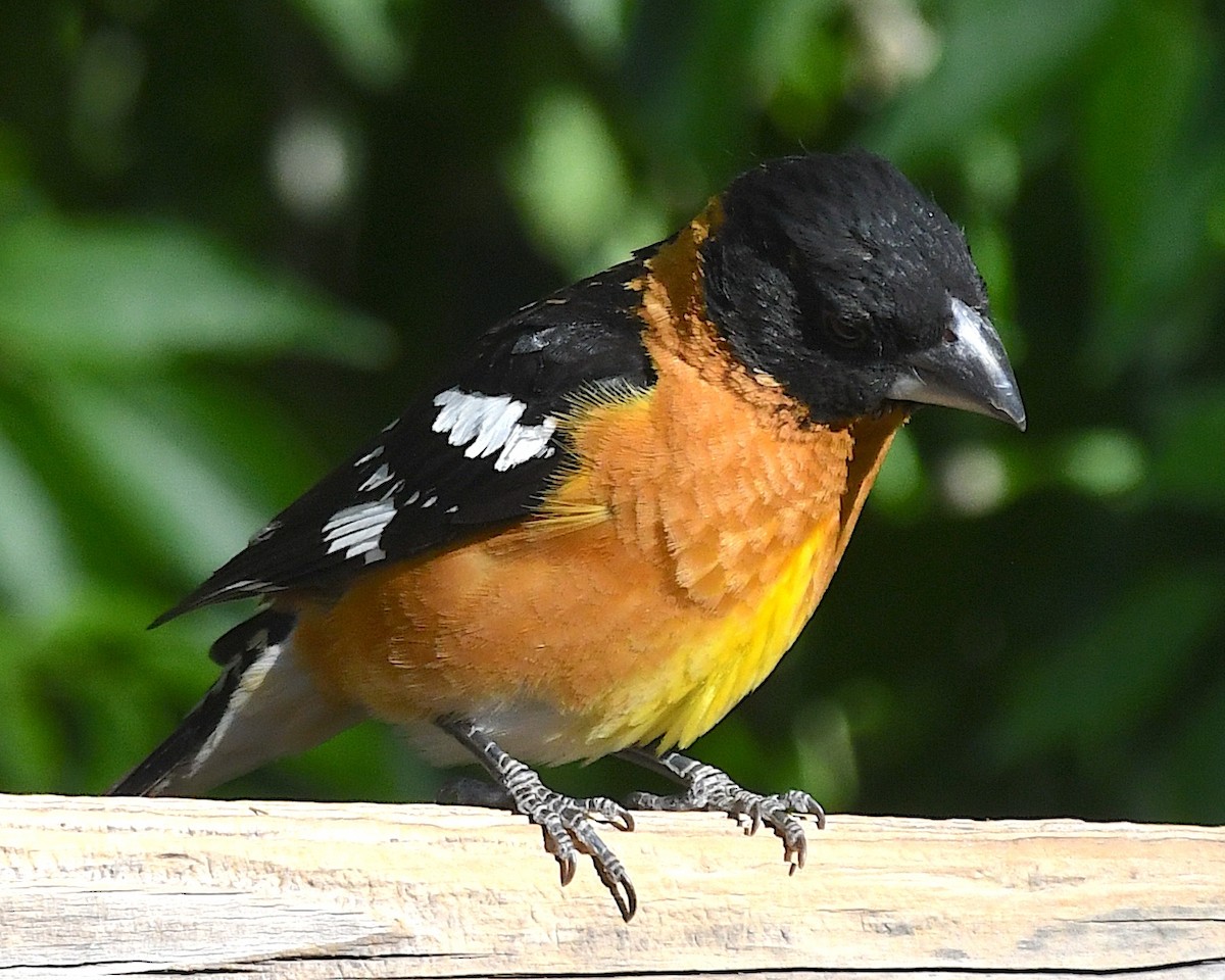 Black-headed Grosbeak - ML638282005