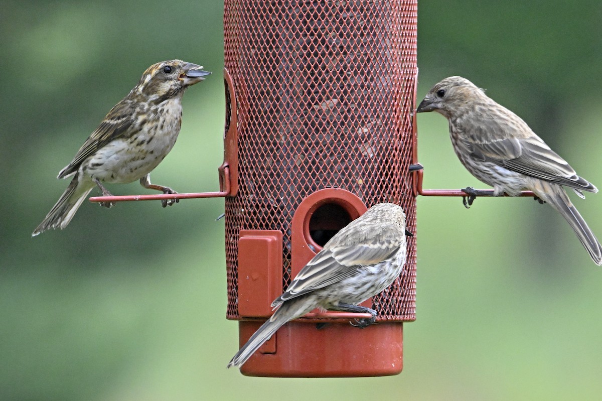 House Finch - ML638282012