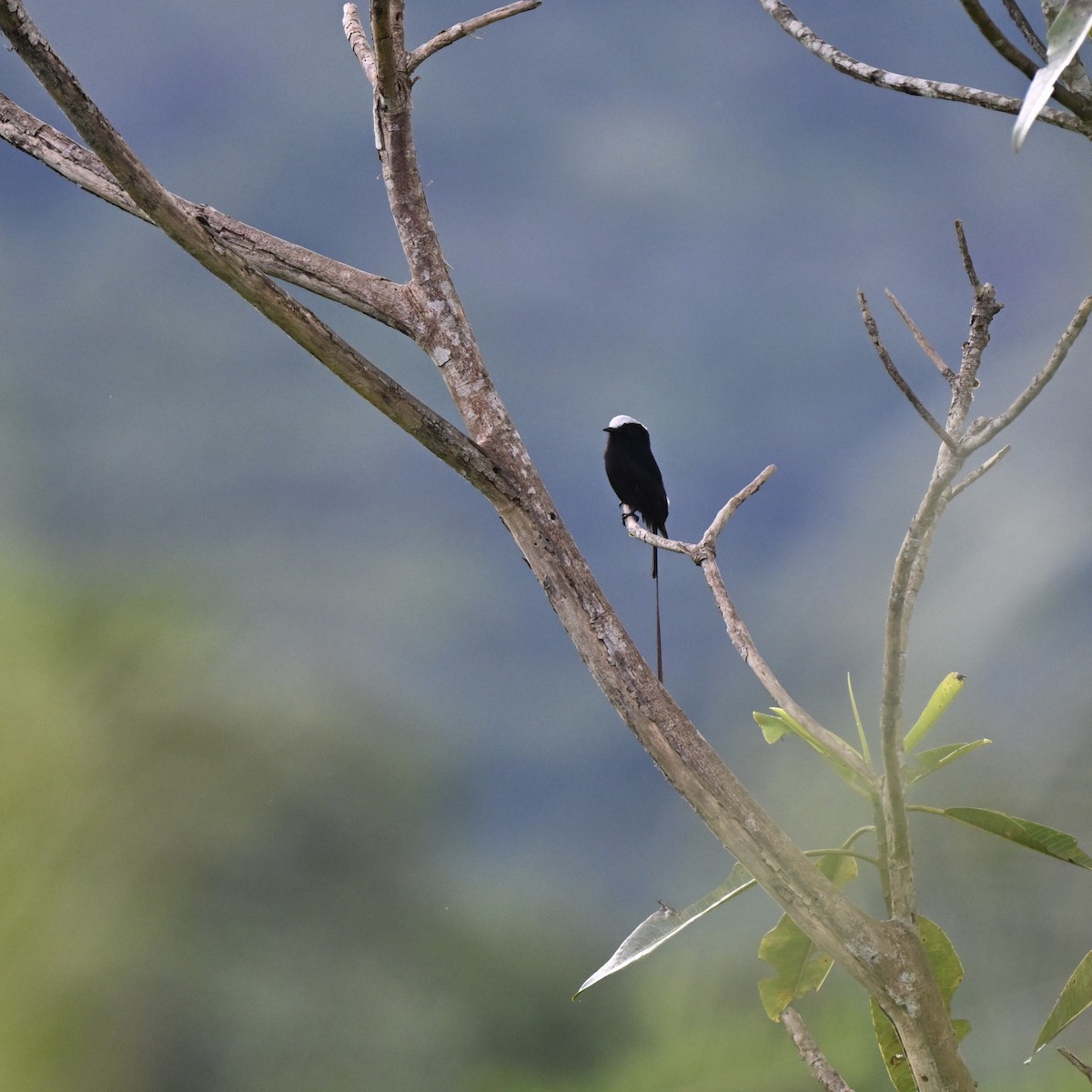 Long-tailed Tyrant - ML638282013
