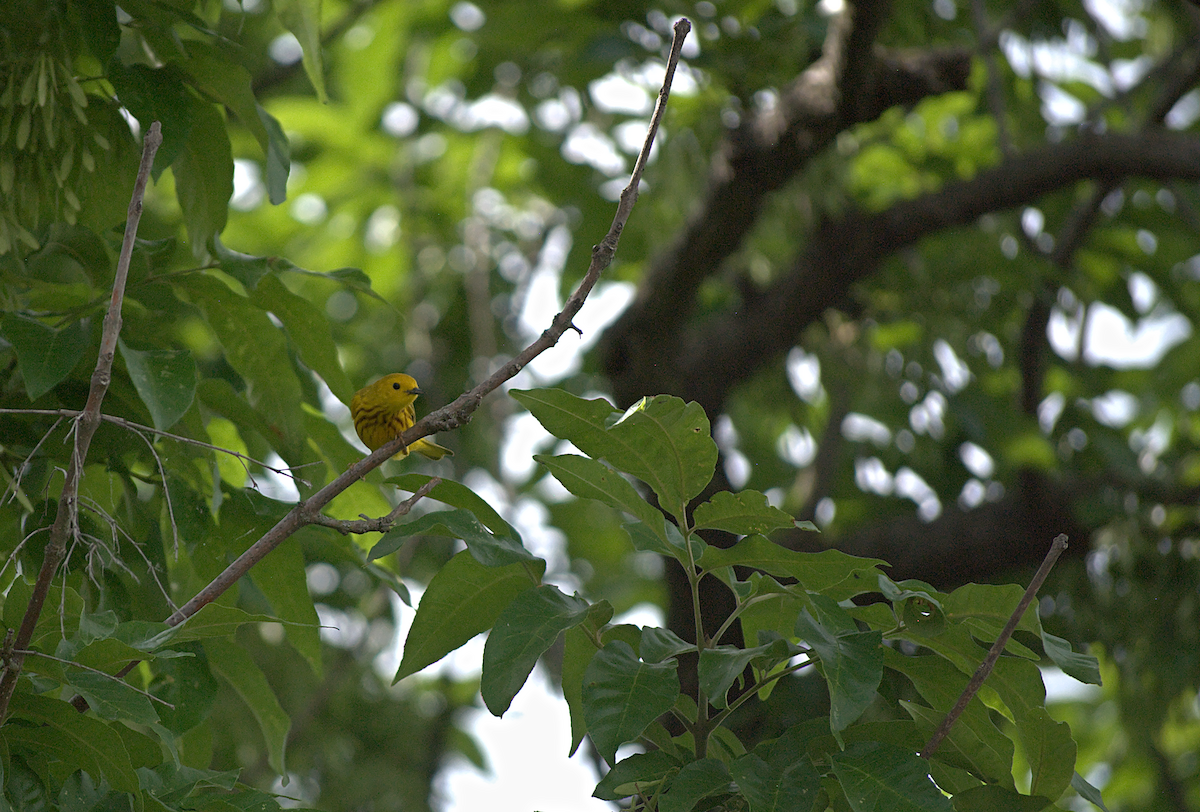 Yellow Warbler - ML638282026
