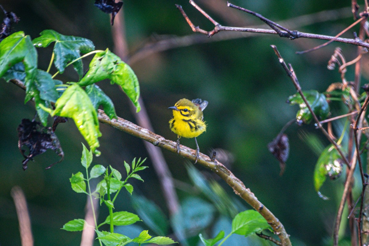 Prairie Warbler - ML638282029