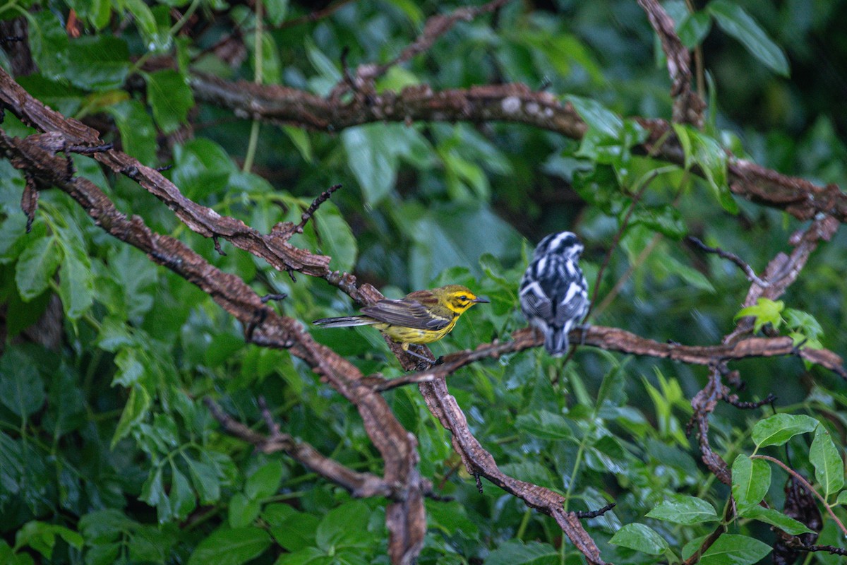Prairie Warbler - ML638282030