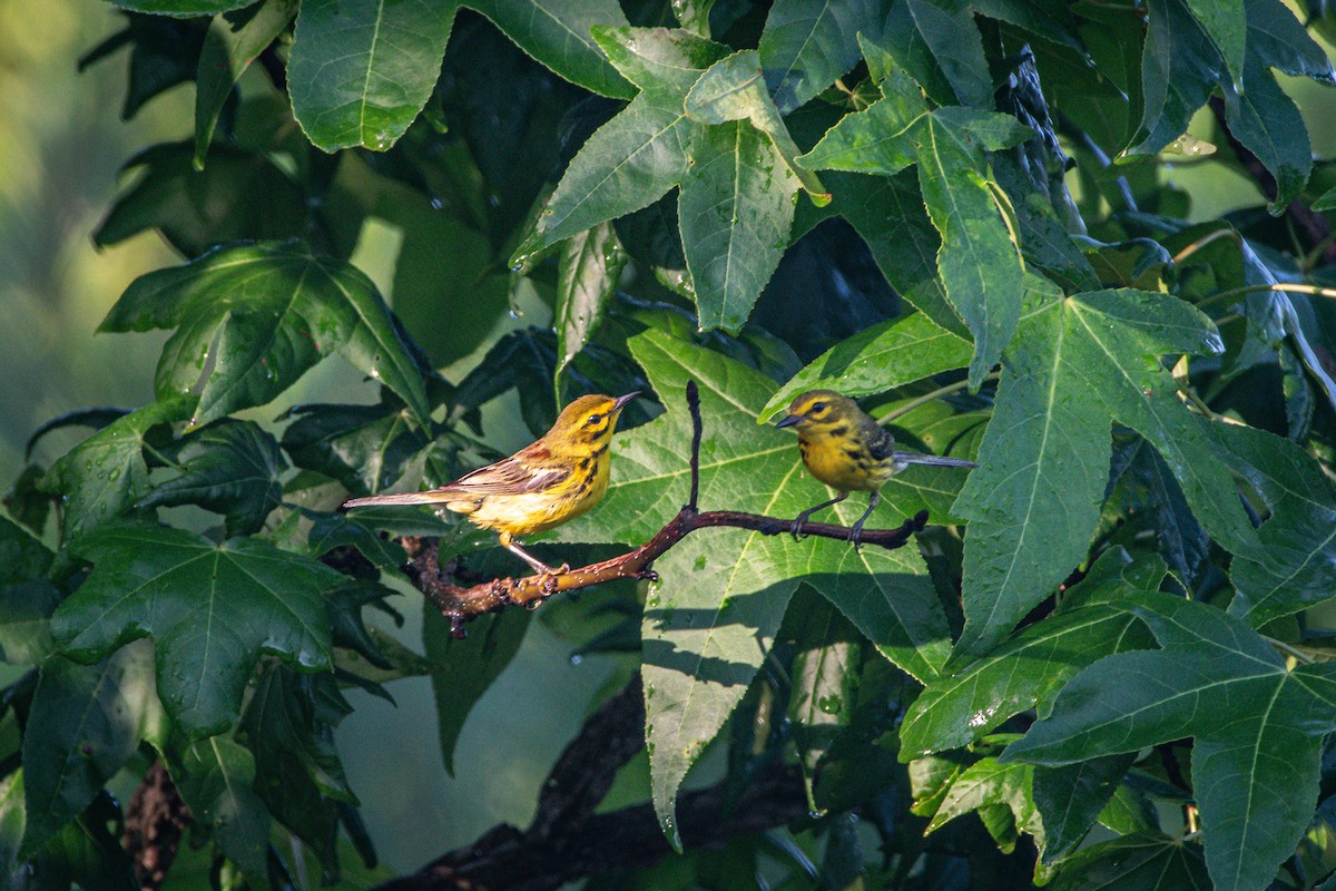 Prairie Warbler - ML638282031