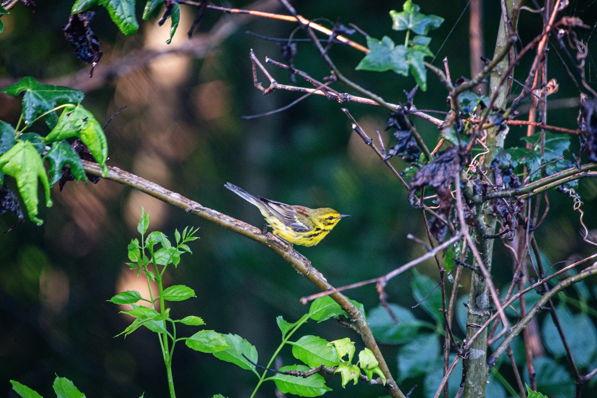 Prairie Warbler - ML638282032