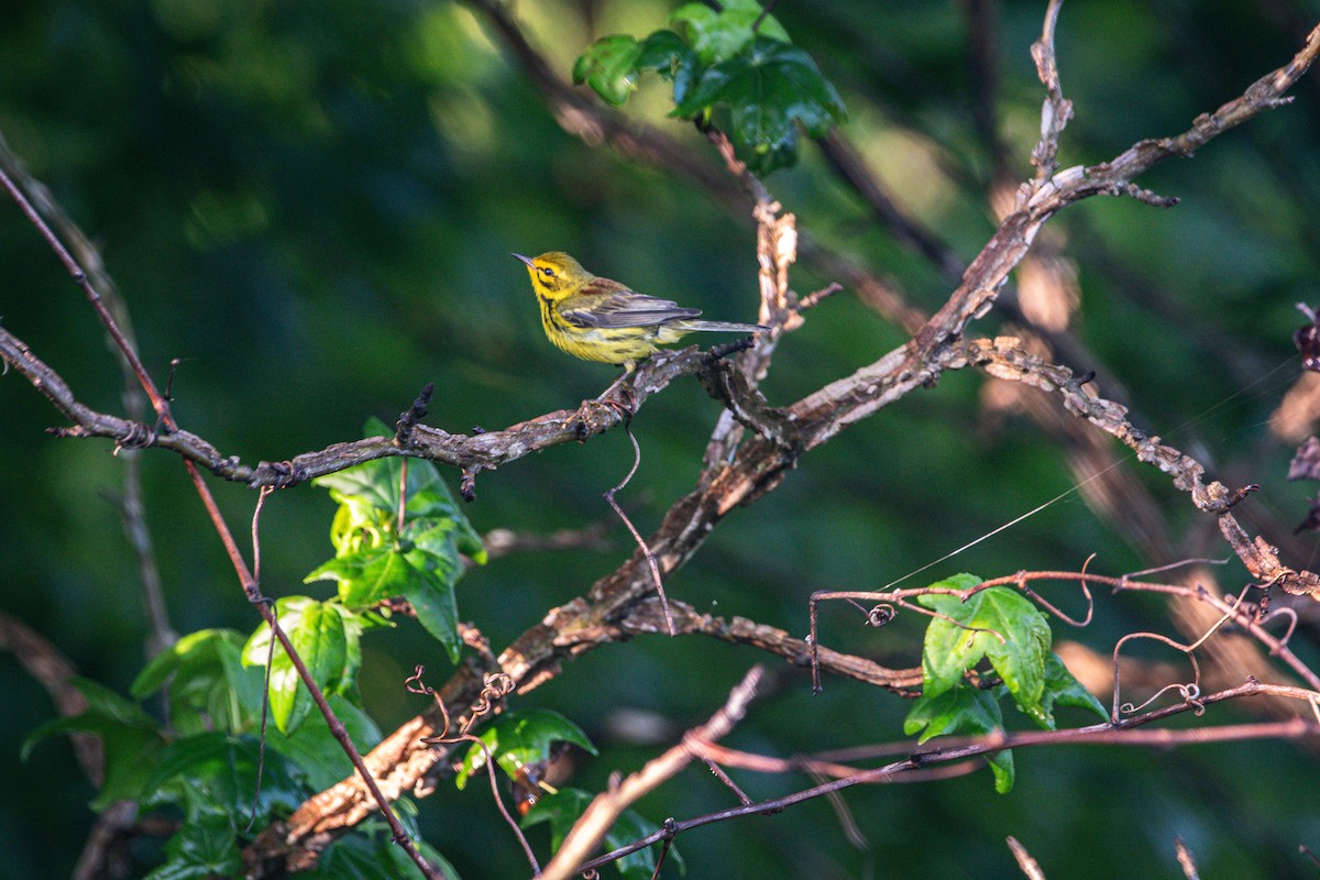 Prairie Warbler - ML638282033