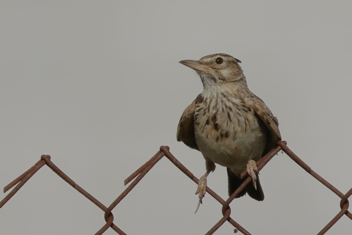 Crested Lark - ML638282034