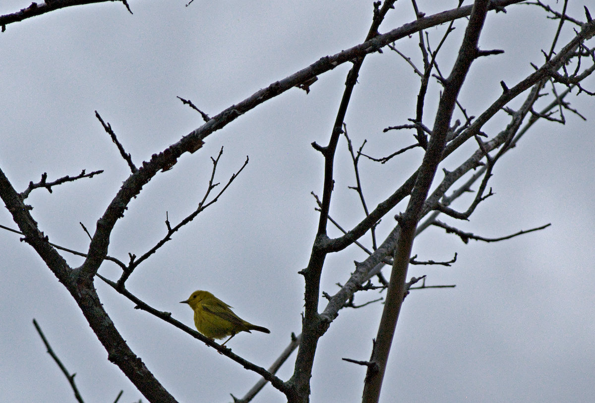 Yellow Warbler - ML638282041