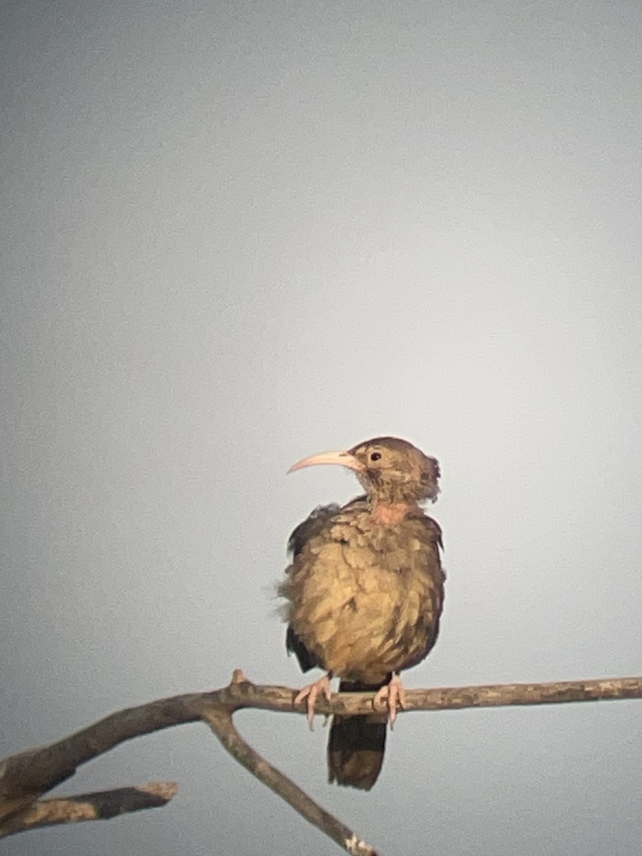 California Thrasher - ML638282042