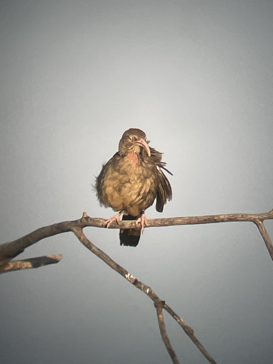 California Thrasher - ML638282043