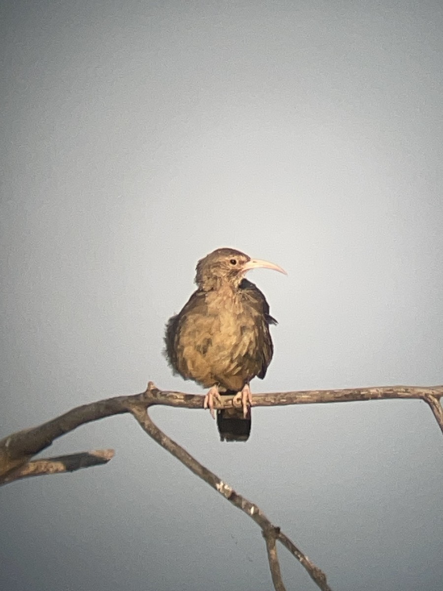 California Thrasher - ML638282045