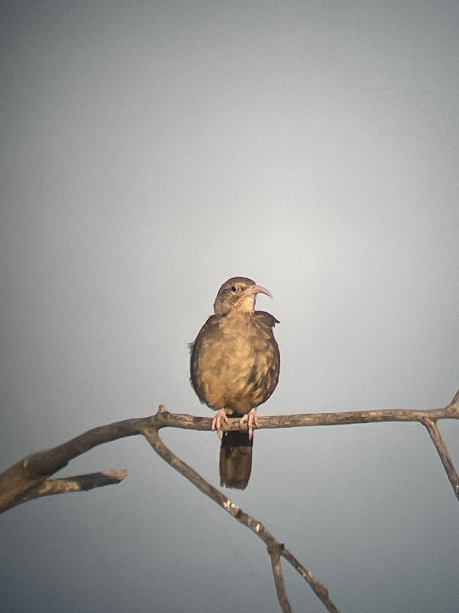 California Thrasher - ML638282046