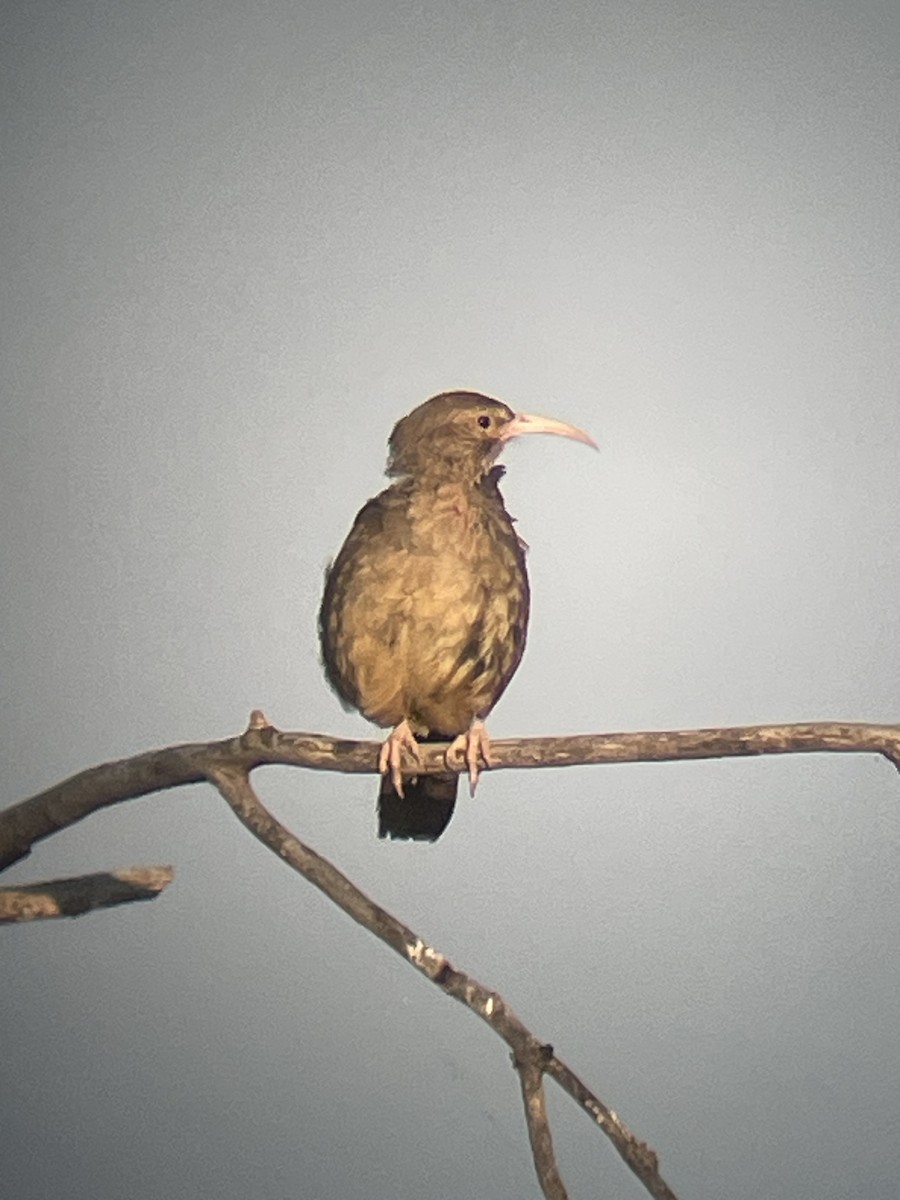 California Thrasher - ML638282047
