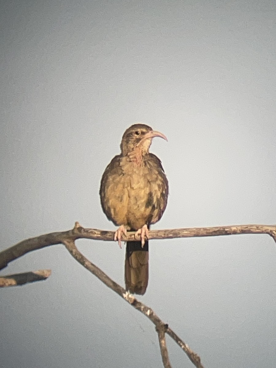 California Thrasher - ML638282048