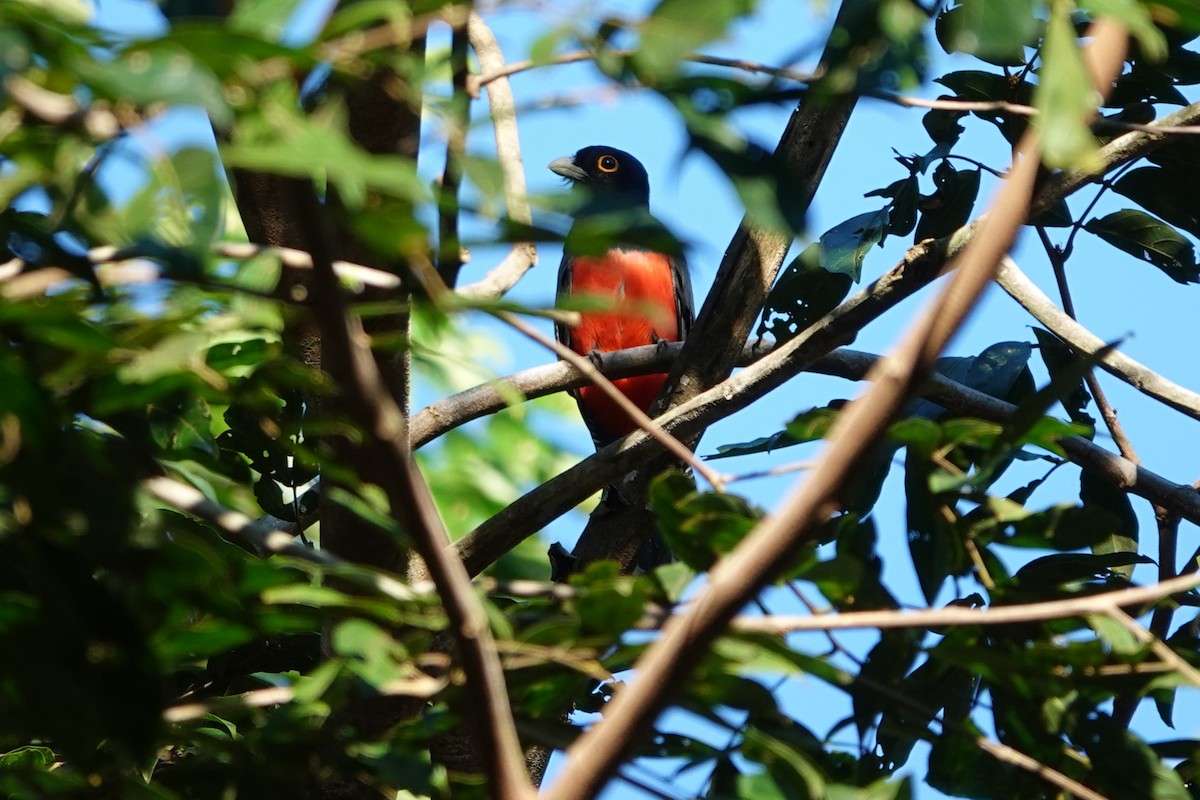 Blue-crowned Trogon - ML638282053